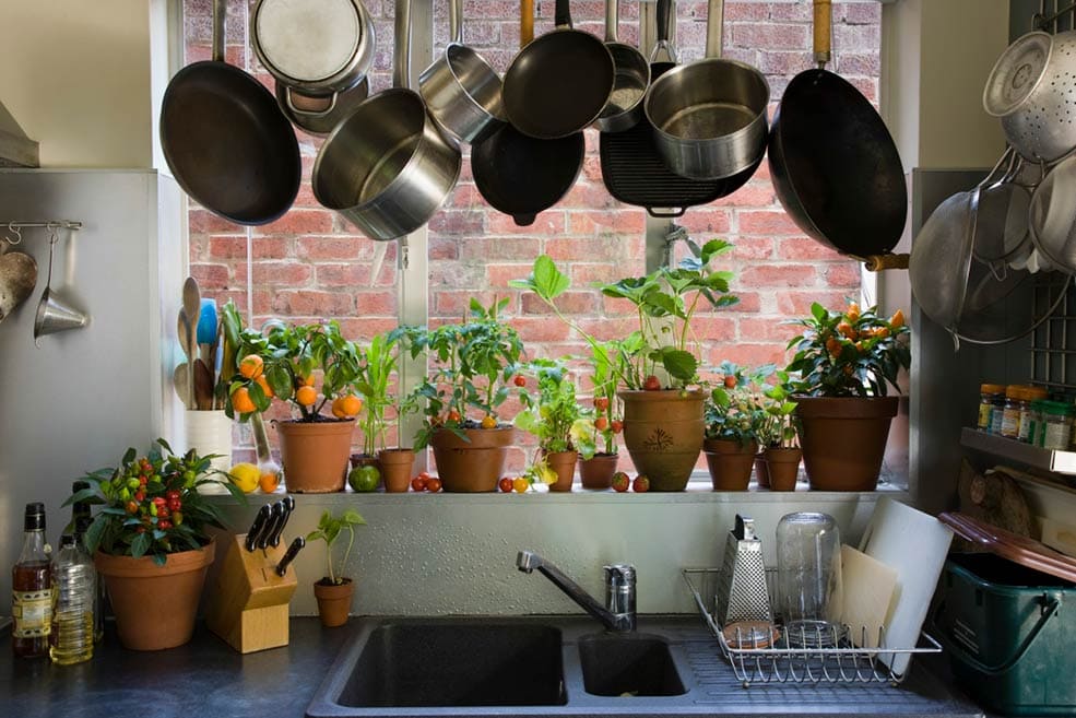 растения-на-кухне